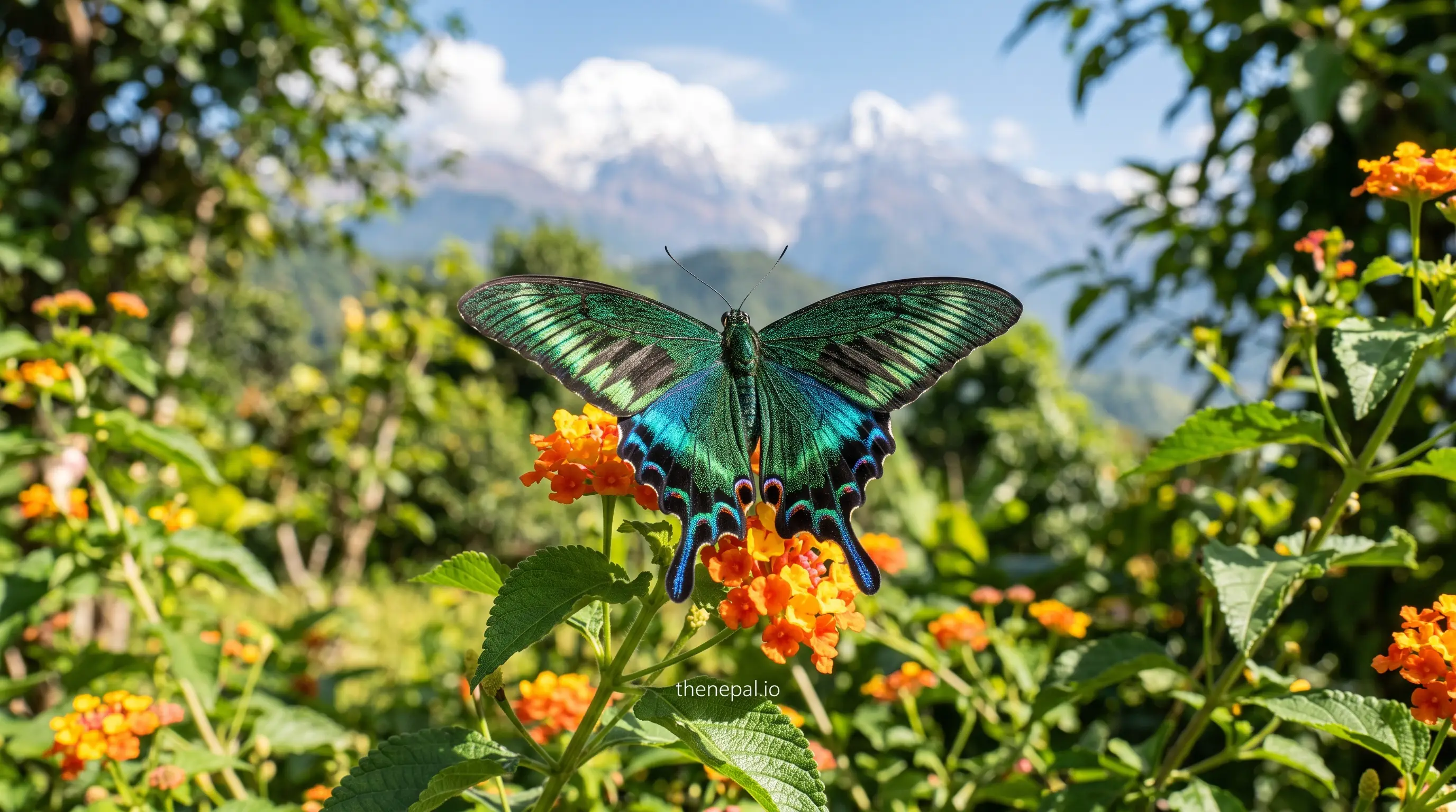 Krishna Peacock butterfly, popularly regarded as Nepal's national butterfly