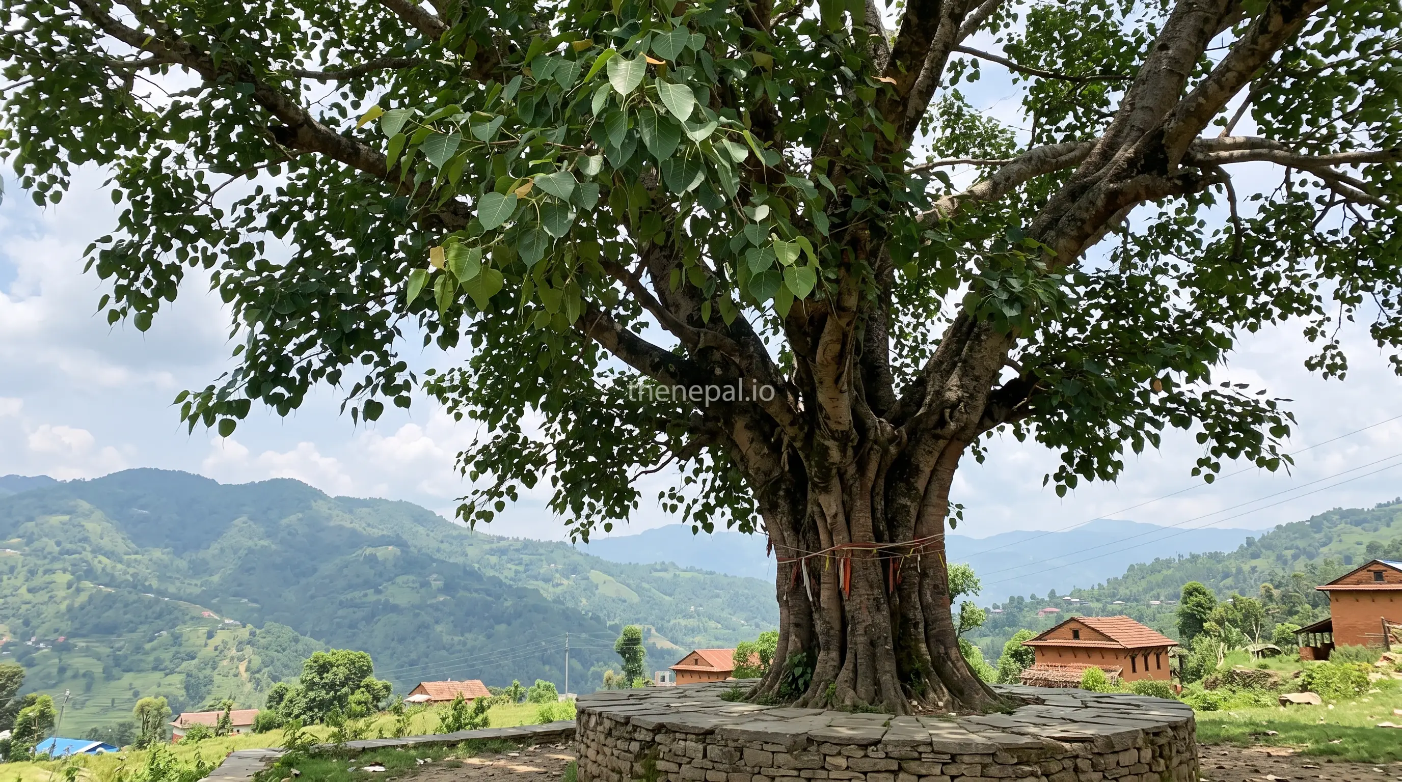 Peepal tree, the national tree of Nepal